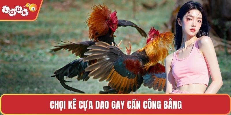 Chọi kê cựa dao gay cấn công bằng