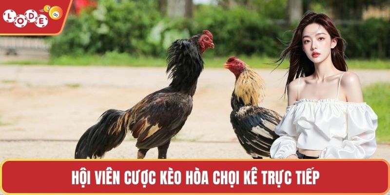 Hội viên cược kèo hòa chọi kê trực tiếp